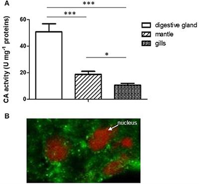 Functional Involvement of Carbonic Anhydrase in the Lysosomal Response to Cadmium Exposure in Mytilus galloprovincialis Digestive Gland